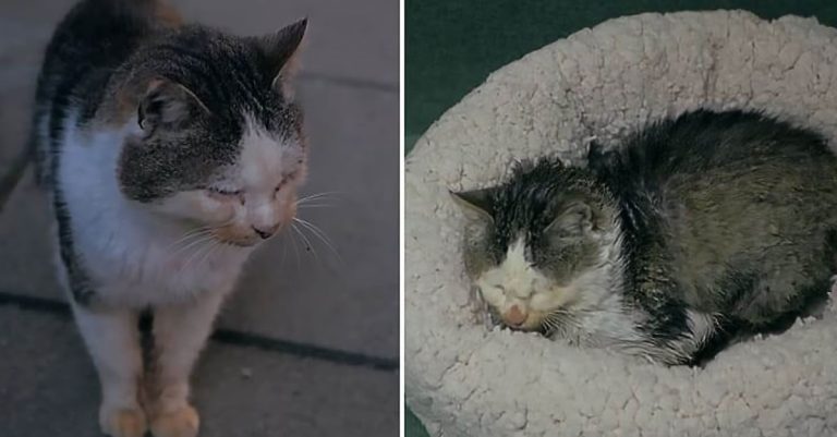 O pisică bătrână care locuia pe străzi primeşte o casă călduroasă şi un culcuş confortabil