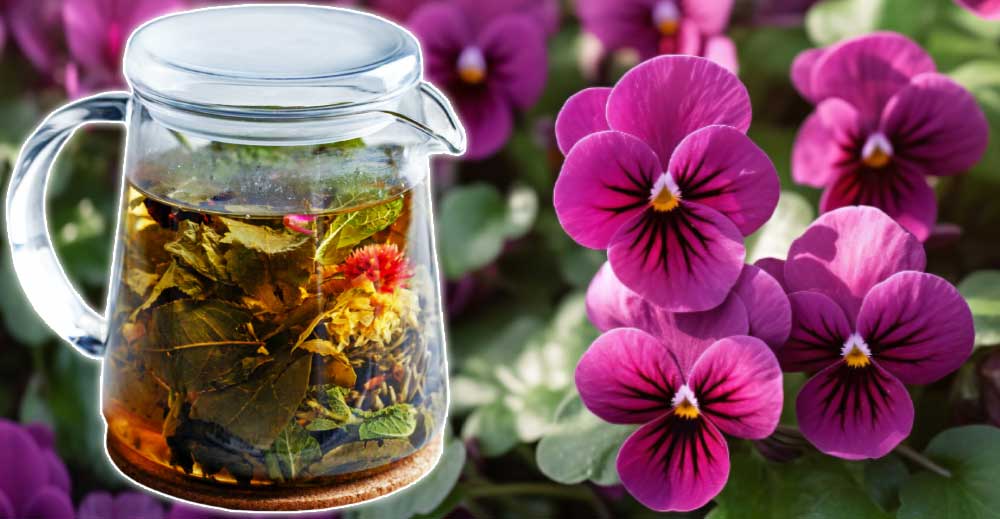 Trei-Frați-Pătați - INFUZIE și DECOCT. Excelent de bun pentru alergii