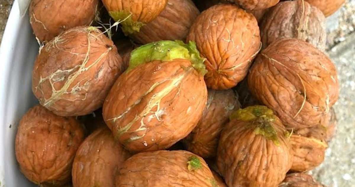 Dacă MÂNANCI 8 nuci pe zi iți PROTEJEZI INIMA