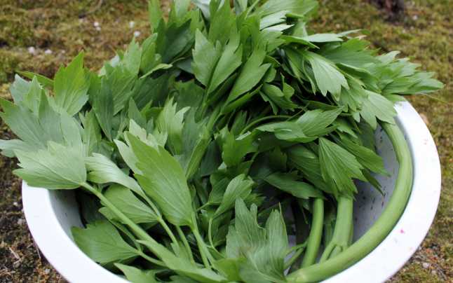 Ceaiul de leuștean - Preparatul recomandat pentru problemele de astenie