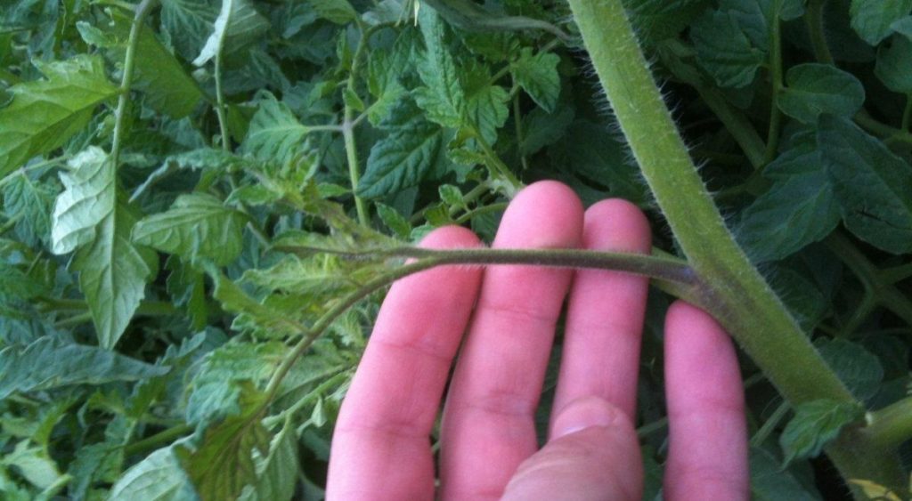 Copilirea roșiilor - Când se face și cât este de importantă?