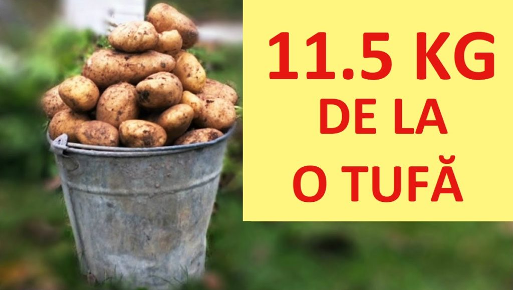 Cultivarea cartofilor în ladă - Cea mai potrivită metodă pentru cultivarea cartofilor