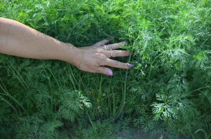 Cultivarea MĂRARULUI fără floare - Metodă simplă și eficientă de cultivare
