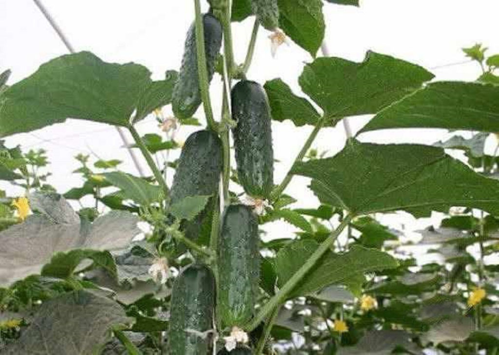 Formarea tufelor de castraveți pe spaliere - Instrucțiuni simpl de urmărit