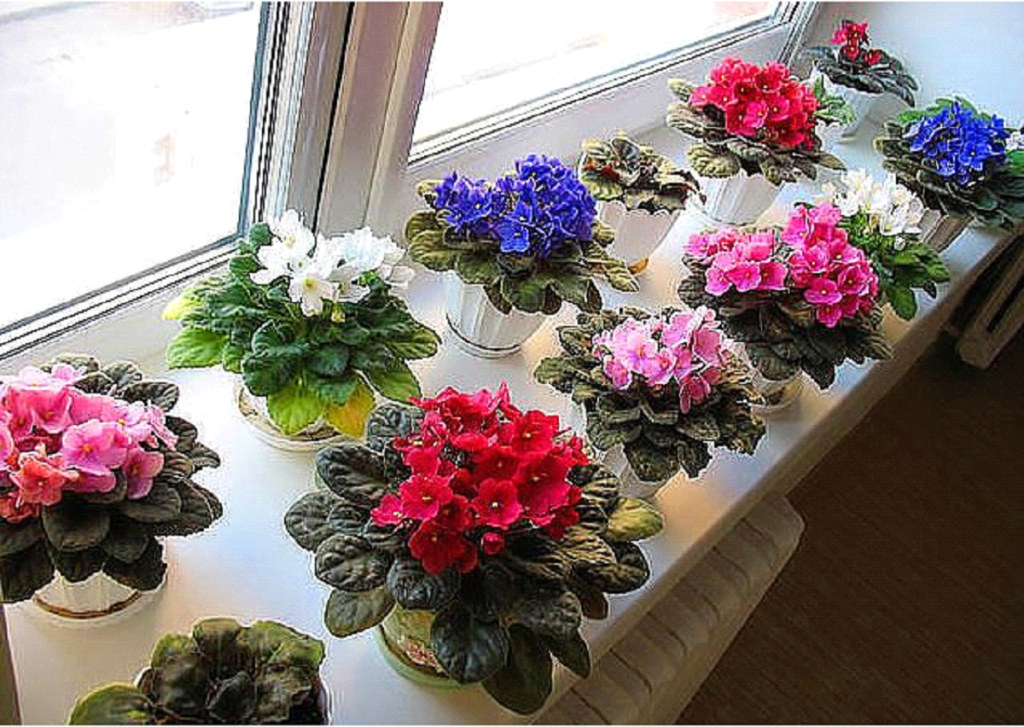 Îngrijirea corectă a violetelor - 5 secrete pe care trebuie să le știi