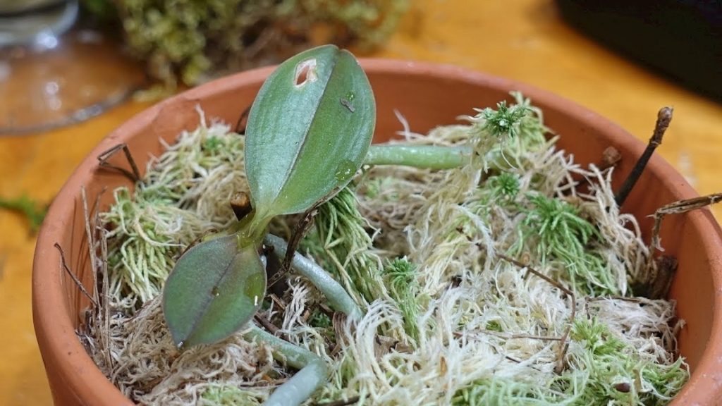 Înmulțirea orhideelor - Cea mai simplă metodă de înmulțire a orhideelor