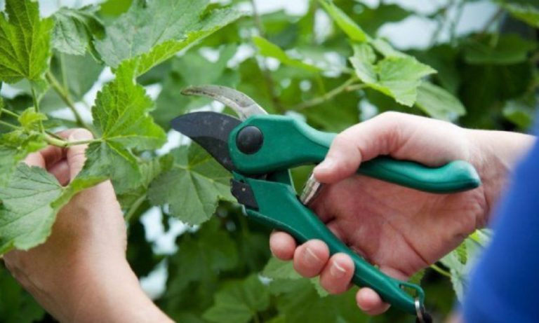 Înmulțirea tufelor fructifere prin butași - Metodă simplă de înmulțire a tufelor