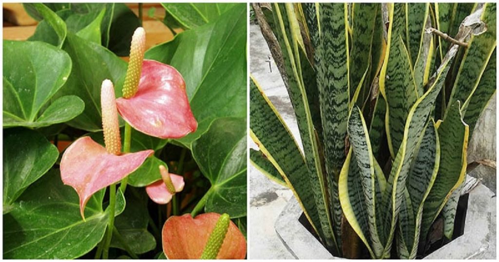 Plantele care purifică aerul din casă - Aceste plante filtrează aerul și te ajută să respiri mai ușor