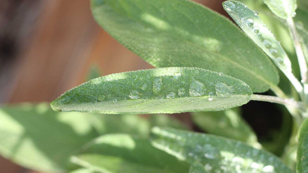 Salvia - scăpa de transpirația nocturnă și de bufeuri. Vezi rețeta și când se recoltează