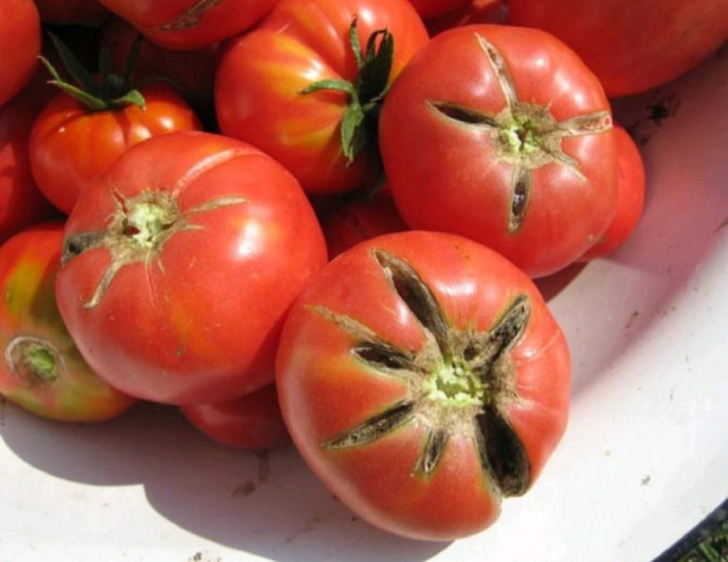 Sfaturi pentru cultivarea legumelor ce te vor ajuta să ai o recoltă mai bogată