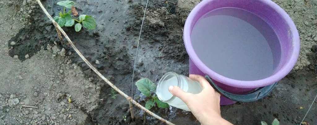 Soluție de drojdie pentru tufele de castraveți - Îi ajută să crească mai mari și îți va oferi recolte mai bogate