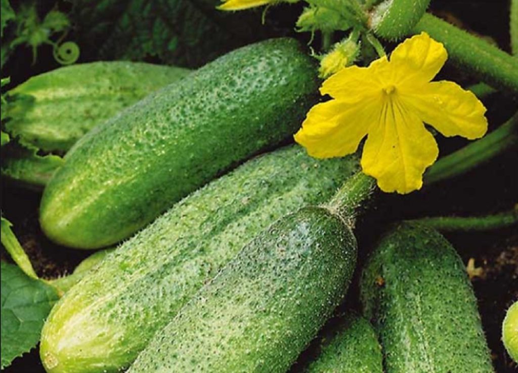 Soluție pentru fertilizarea castraveților - Vei obține astfel cele mai bogate recolte!