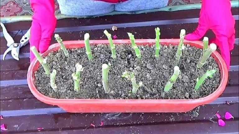 Tăierea și plantarea mușcatelor - Totul despre mușcatele tale