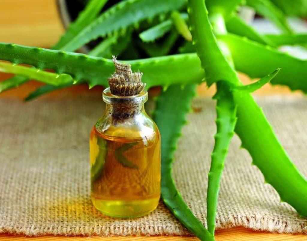 UIeiul de Aloe Vera - Iată cum se prepară și ce proprietăți medicinale are acesta