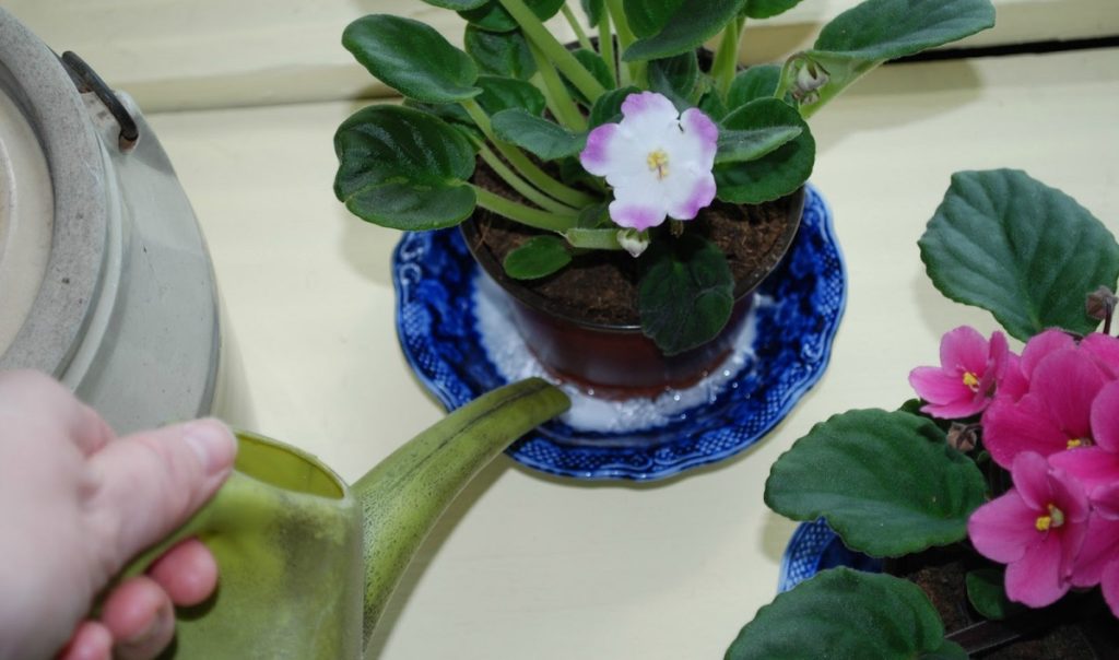 Violetele africane - Tot ce trebuie să știi despre acestea. Cum se îngrijesc? Sunt greu de crescut?