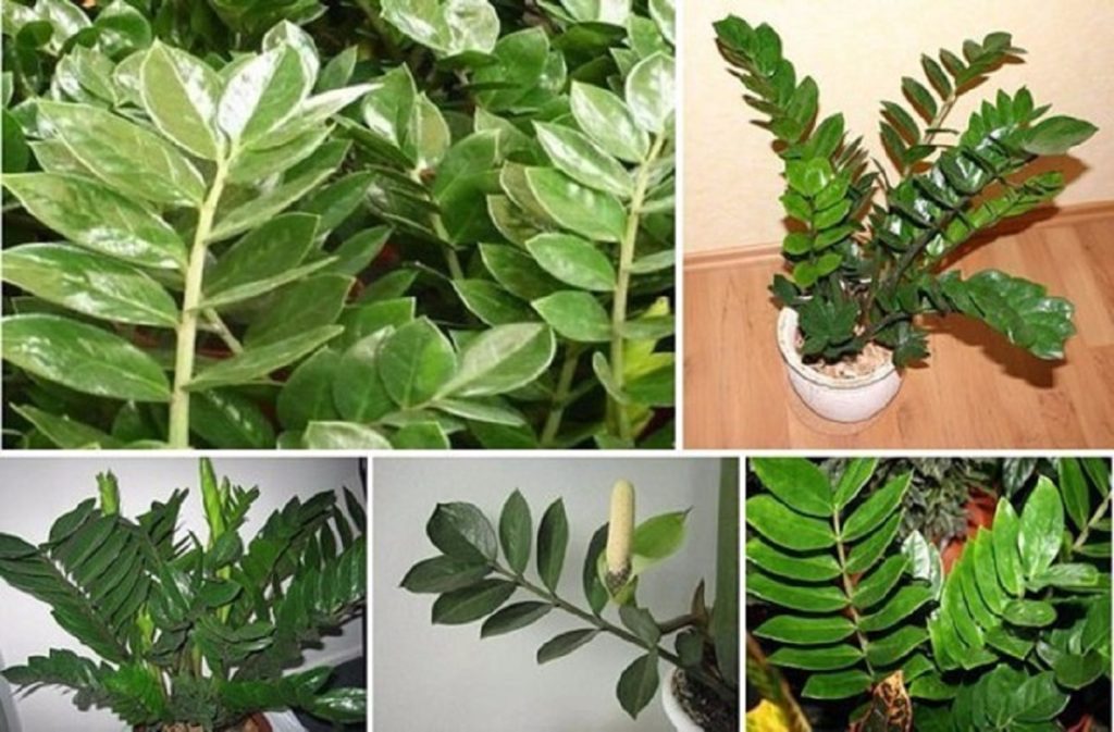 Planta banilor de aur