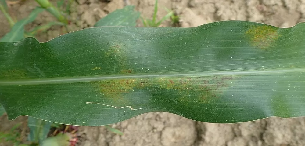 Dacă se usucă frunzele porumbului poate fi afectat de Acarianul roșu: uite ce poți face