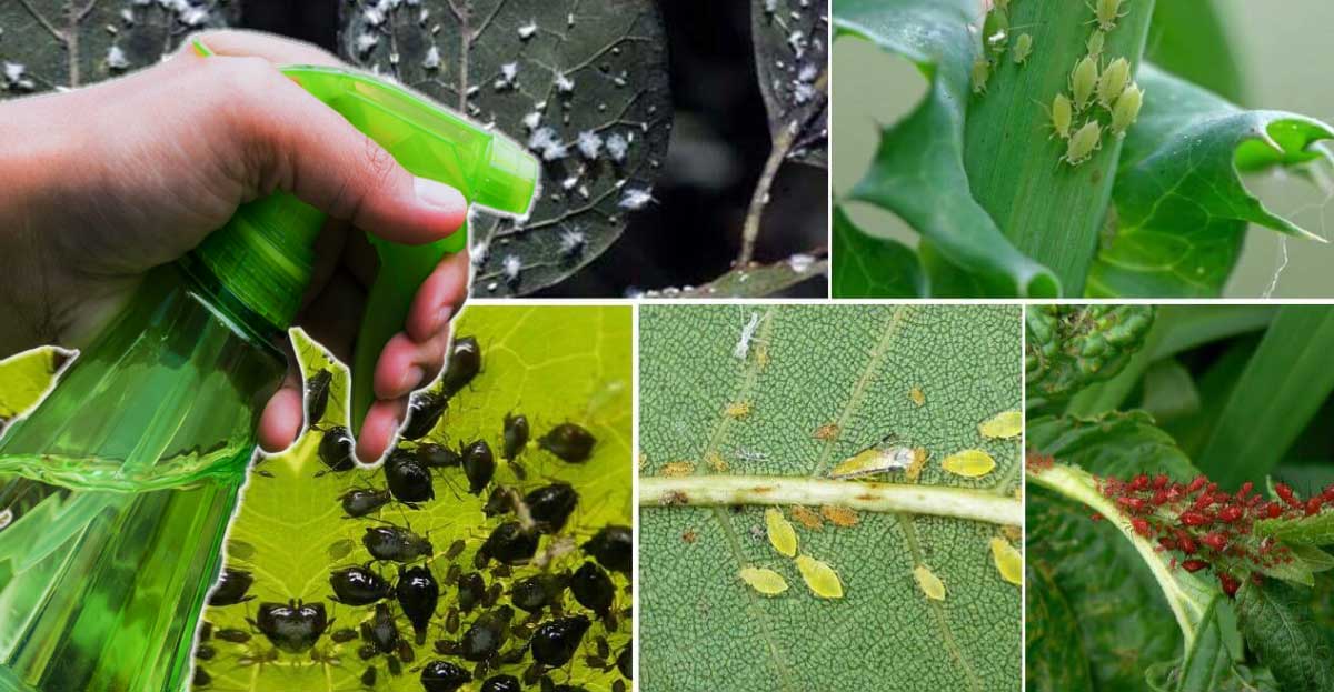 Metoda ing. Mihailă Gheorghe de a scăpa rapid de AFIDE. Vor dispărea a doua zi