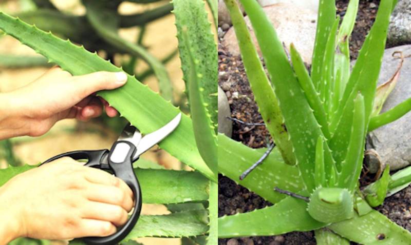 Toți cei care au o plantă de Aloe Vera în casă trebuie să știe acest lucru