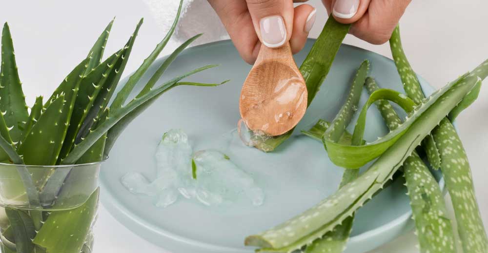 Dacă ai un ALOE VERA în casa ta ✔️uite aici ce AFECȚIUNI se pot trata cu el