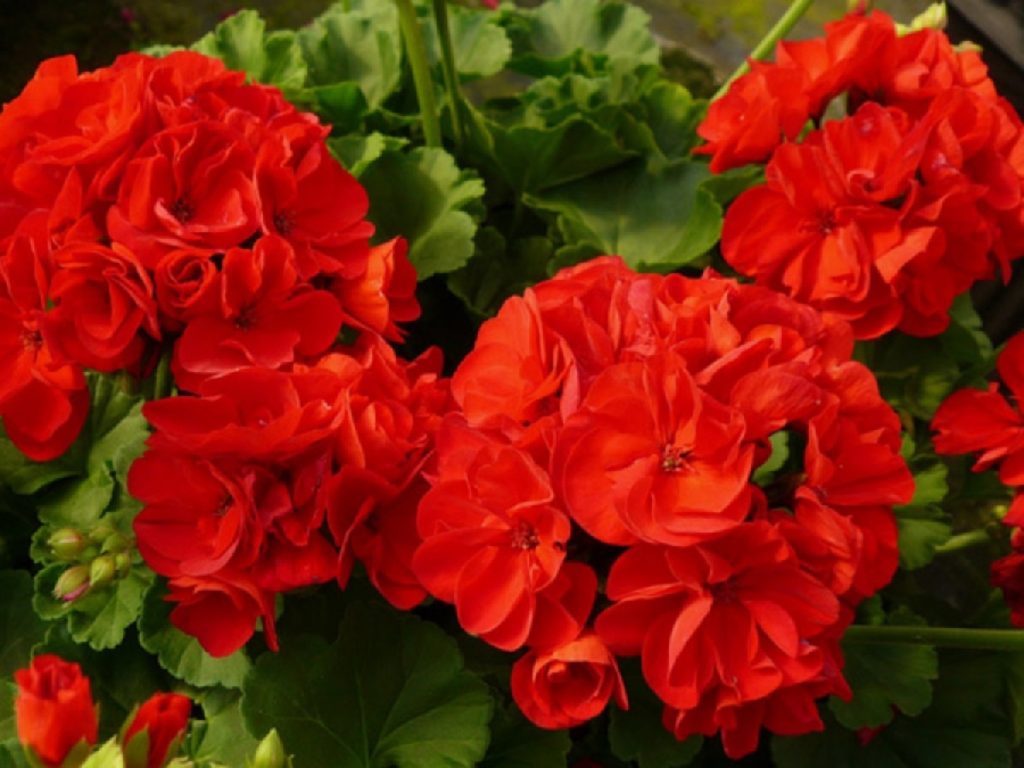 Apa cu iod de Geranium - Un fertilizant de nota 10. Iată cum se face