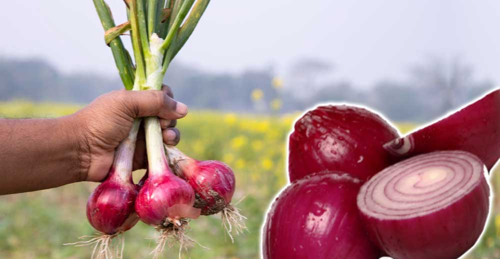 Ceapa - o MINUNE a naturii. Are efecte antioxidante și antiinflamatoare