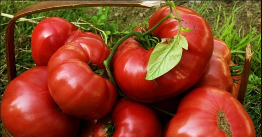 Consumă cât mai des roșii - mențin pielea sănătoasă și întăresc oasele