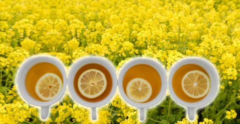 Sânzienele sau Floarea Sfântului Ioan și efectele lor CURATIVE. Vezi cum se recoltează și cum se prepară