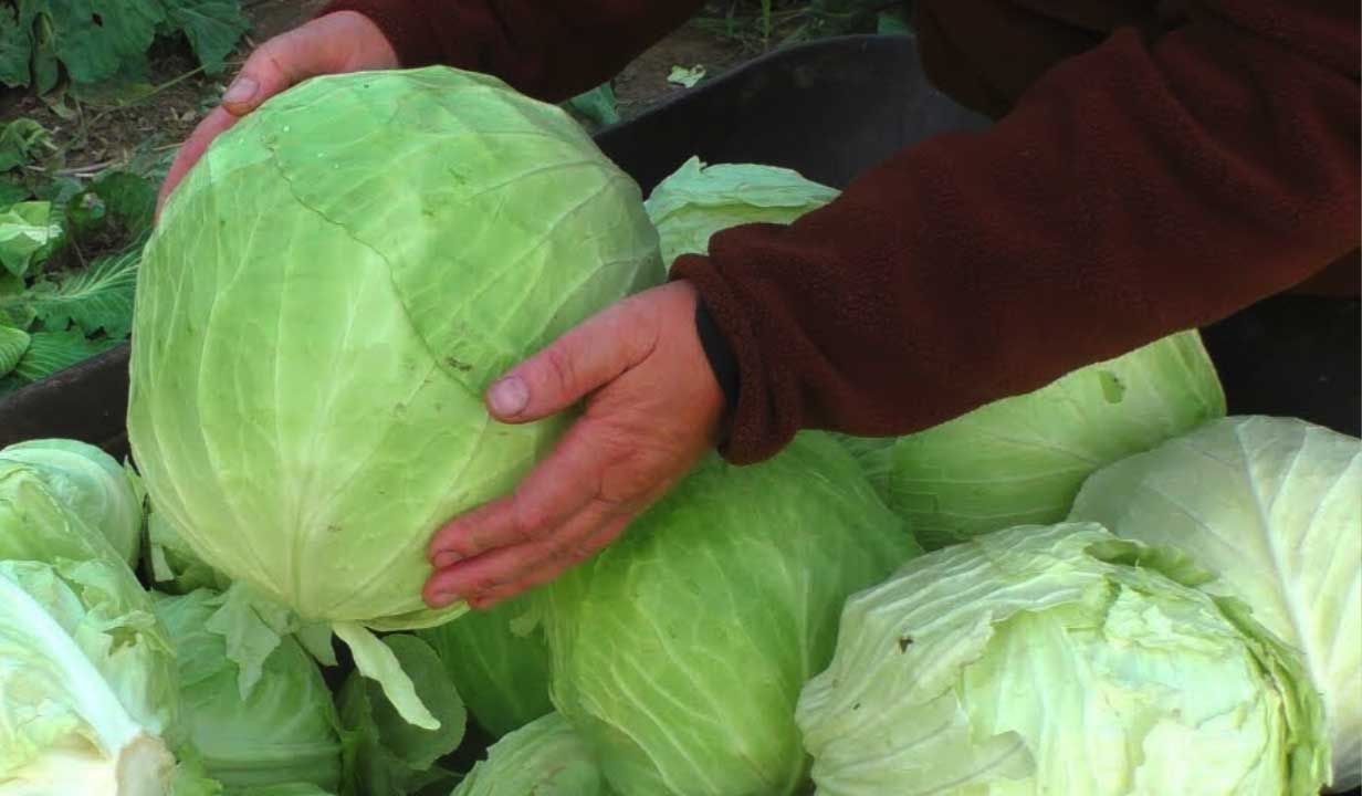 VARZA ALBĂ - Leguma cu PROPRIETĂȚI MEDICINALE neștiute. Iată 7 moduri prin care varza are grijă de sănătatea ta