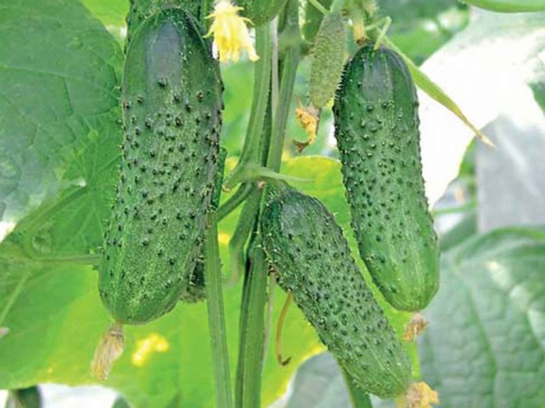 Iată cum puteți folosi bicarbonatul de sodiu pentru a scăpa de furnici - Metodă simplă