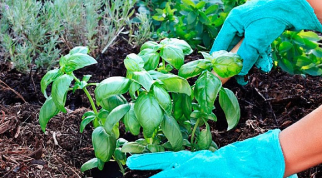 De ce se plantează busuiocul lângă alte legume - Iată cum ajută acesta celelalte legume