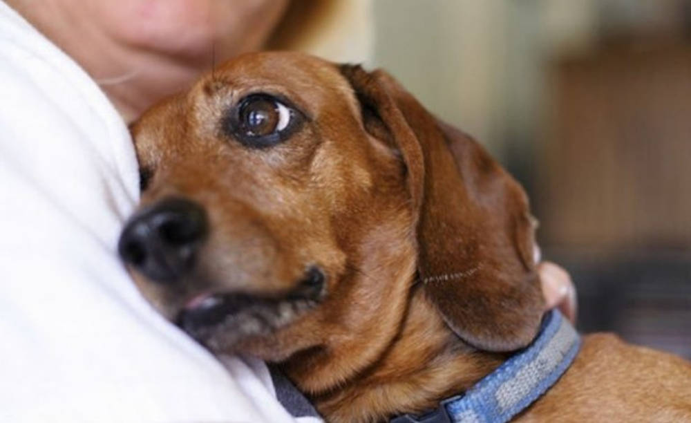 Știința confirmă - câinii pot recunoaște o persoană rea