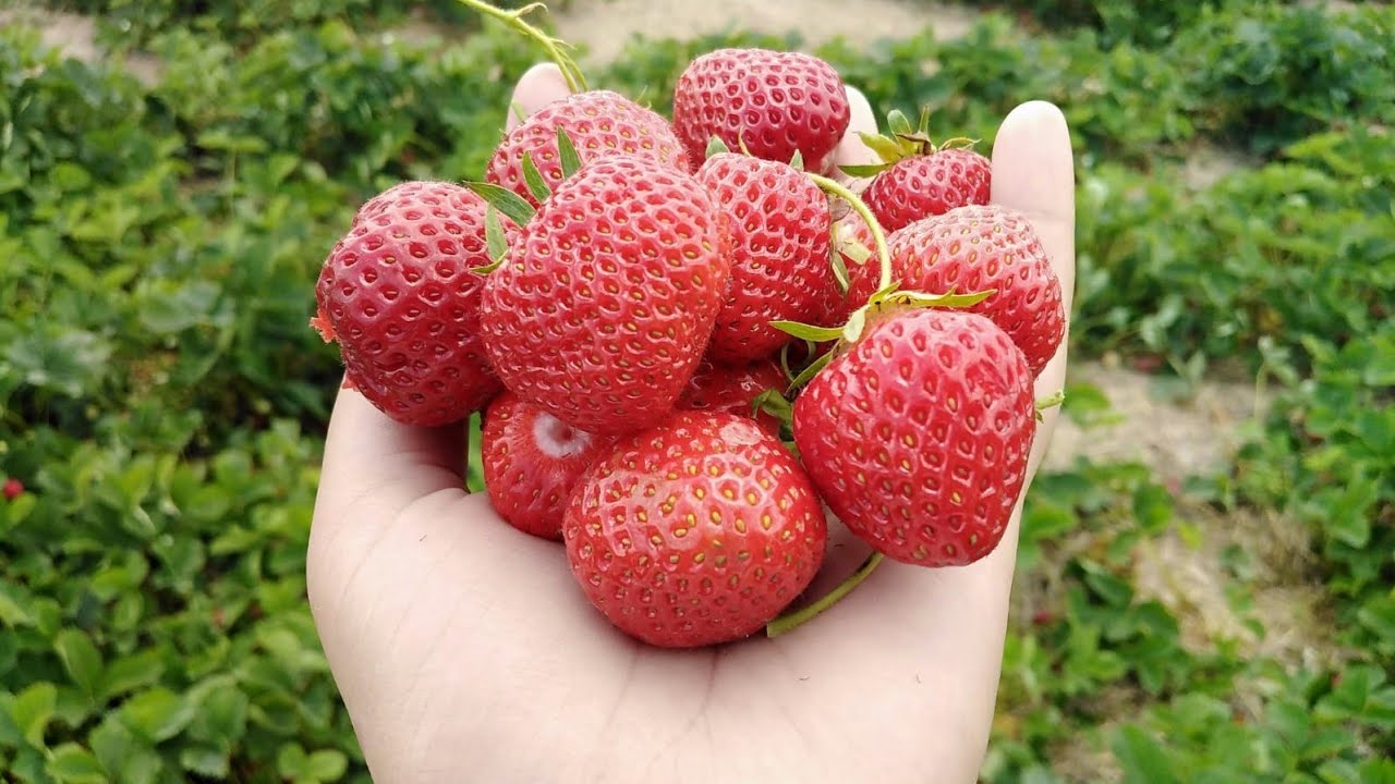 Trucuri Pentru Căpșuni:  vei avea o recoltă mai bogată ca niciodată! Metodă simplă