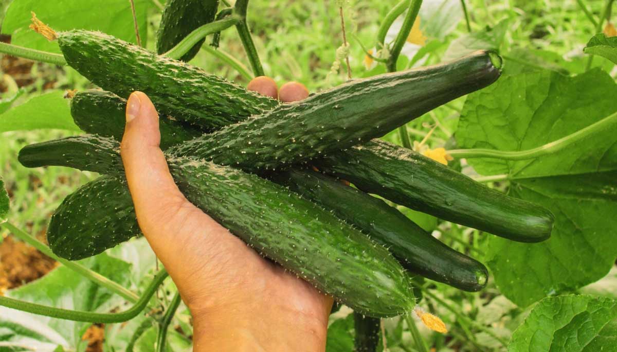 Castraveții AMARI Sunt "INSULINA VEGETALĂ" - AJUTOR în Diabet cu Proprietăți BENEFICE