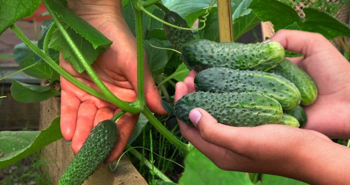 Cum se cultivă castraveții pentru a obține o recoltă bogată - Mici SECRETE ale AGRICULTORILOR