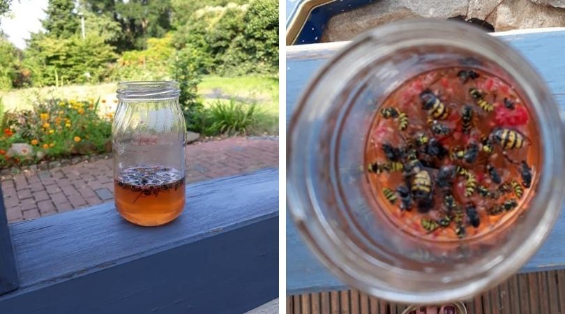 Cea mai bună capcană naturală pentru viespi – sigur funcționează!
