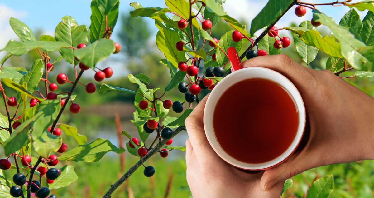 CRUȘINUL un LAXATIV NATURAL care Te SCAPĂ de CONSTIPAȚIE. Vezi REȚETA și MODUL de UTILIZARE