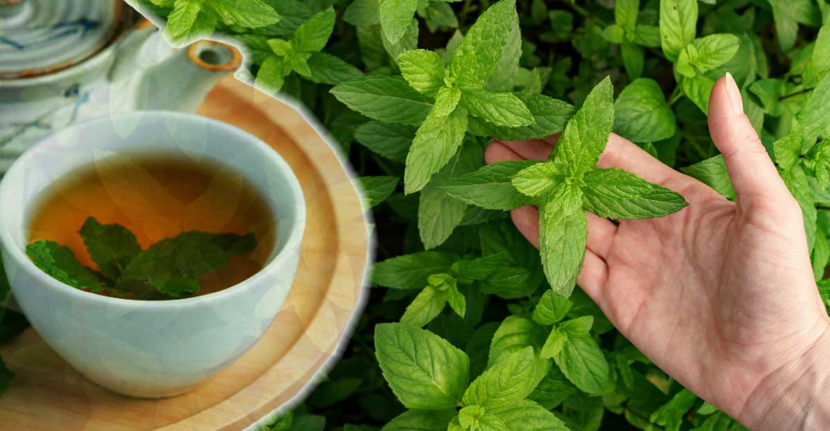 1 cană PE ZI din acest CEAI previne bolile de ficat și poate tratează sistemul digestiv