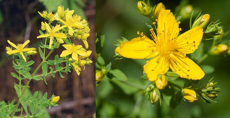 Sunătoare - care este secretul acestei plante miraculoase?