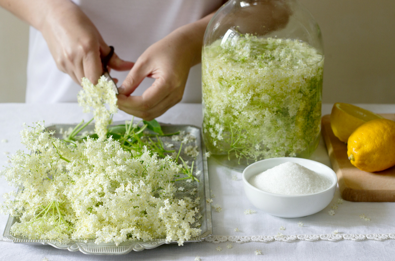 Ceaiul de flori de soc tratează răceala și gripa