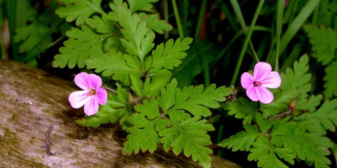 Ceaiul de Năpraznic - Tratamentul natural ce are efect antibiotic