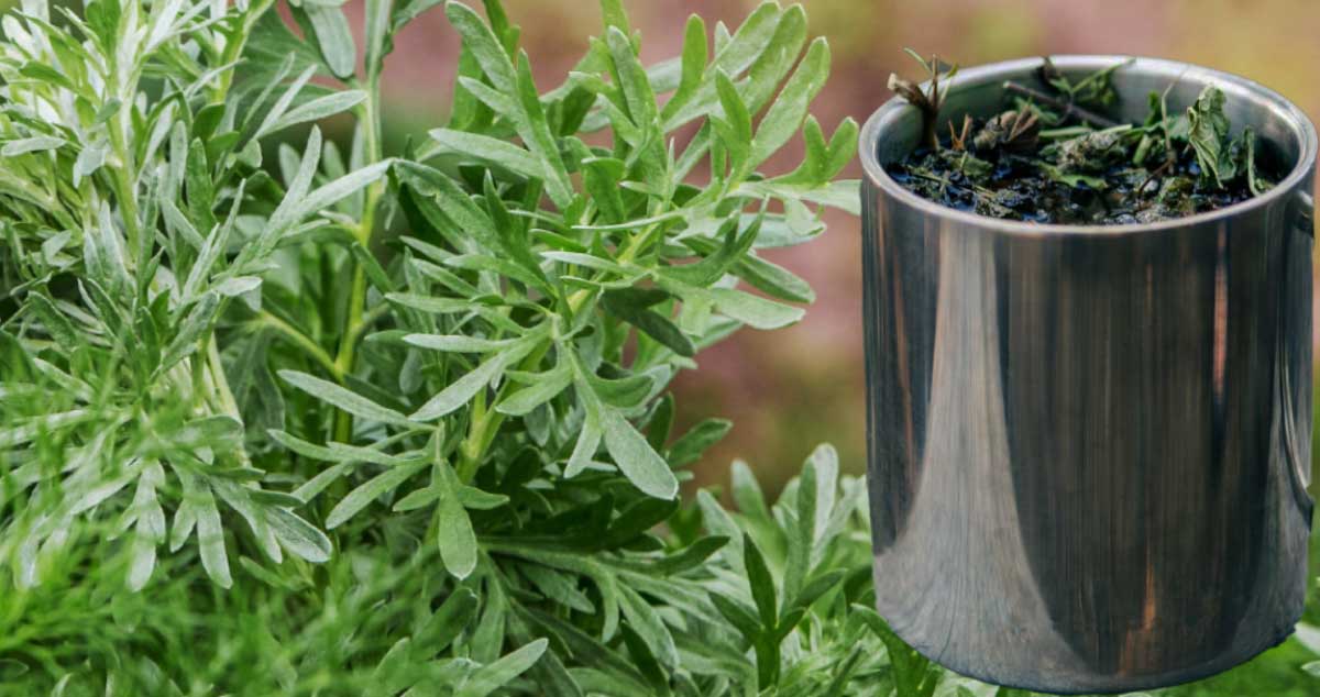 CEAIUL de PELIN - un ANTIPARAZITAR și ANTIINFLAMATOR Natural. Vezi cum trebuie preparat