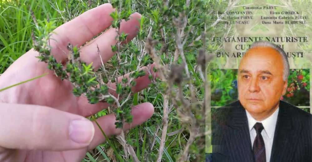 CIMBRUL - Cea mai PUTERNICĂ plantă. Dr. Constantin Pârvu RECOMANDĂ consumul a 2 căni de ceai de cimbru pe zi