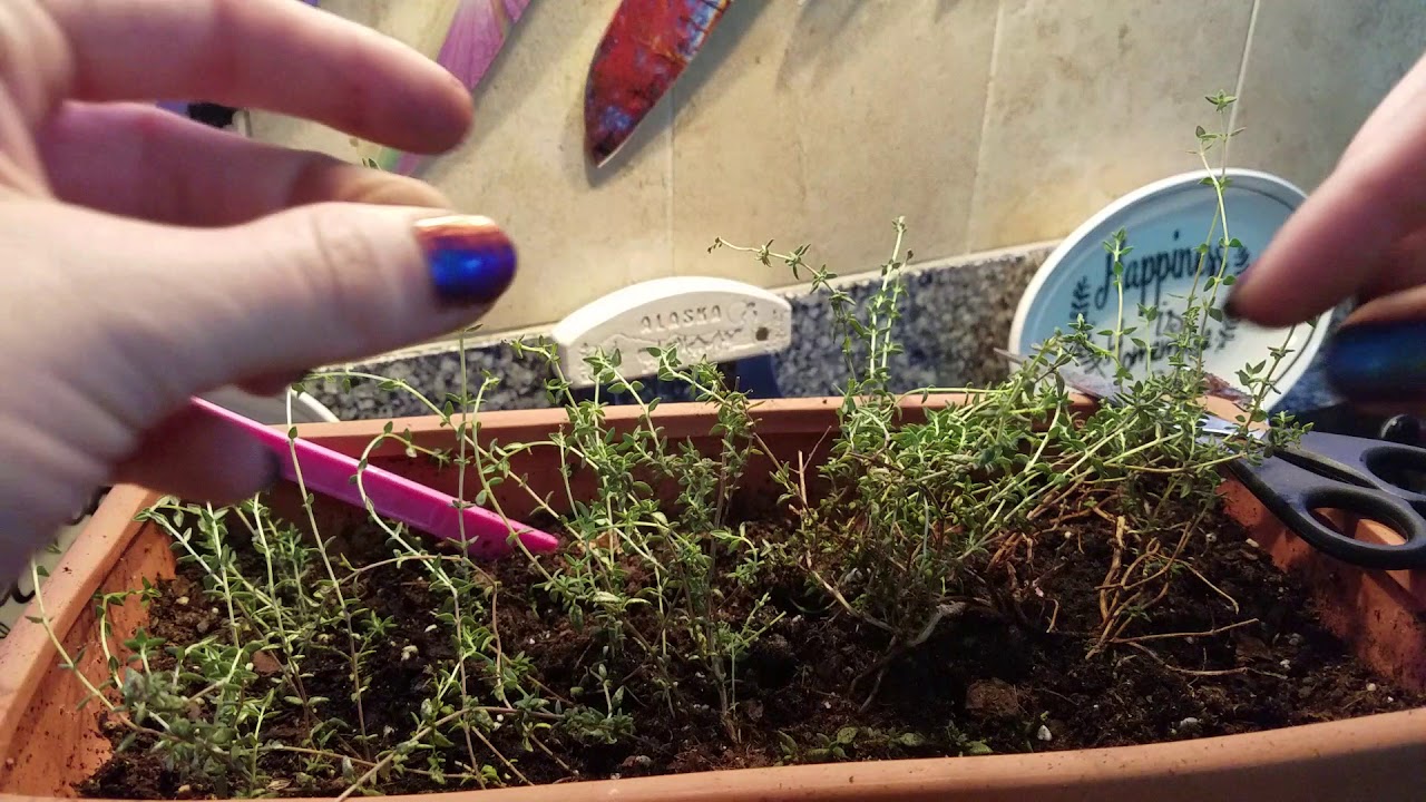 Cimbrul - Ingredientul natural care are proprietăți silimare cu antibioticele