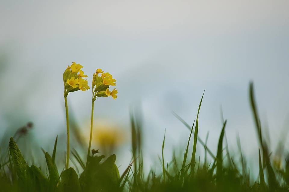 Ciubotica Cucului (Primula veris) - tratarea afectiunilor intestinale