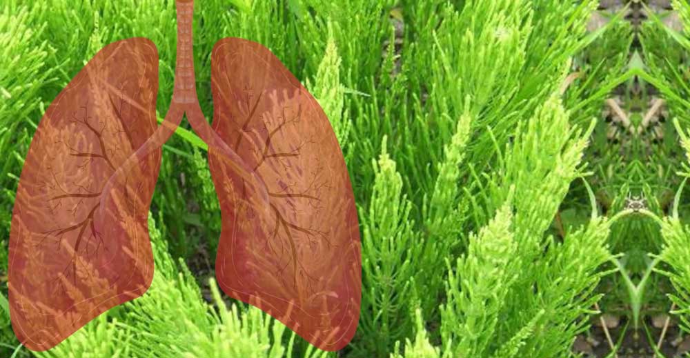 Coada Calului ⭐ Bronsite