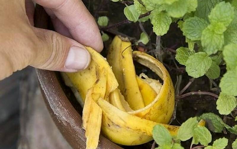 Pune coajă de banană într-un ghiveci. Fă asta și toate florile vor reînvia.