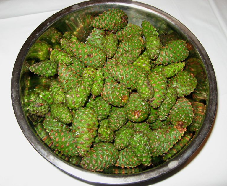 Dulceață terapeutică din conuri tinere de brad