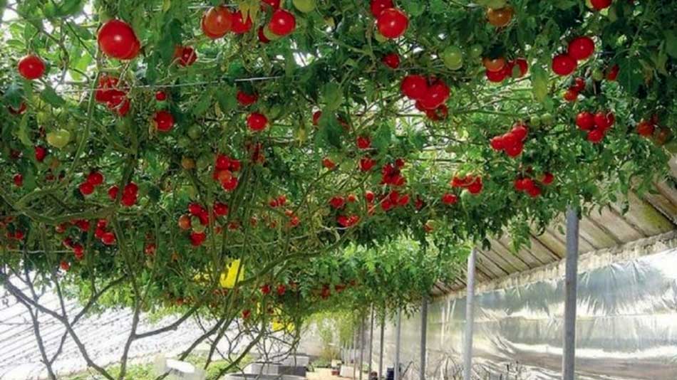 POMUL cu ROȘII! Produce 1.5 Tone pe Recoltă - Se află în Israel. Nu Găsim și Noi Sămânță?!!!