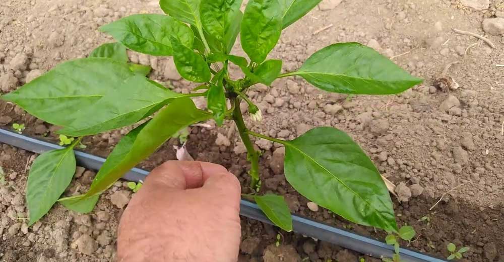 Dacă Vrei Ardei Mari și Gustoși Copilește și Defoliază Astfel